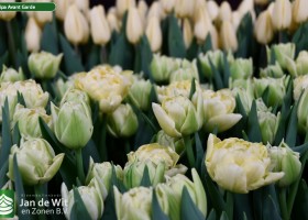 Tulipa Avant Garde ® (3)